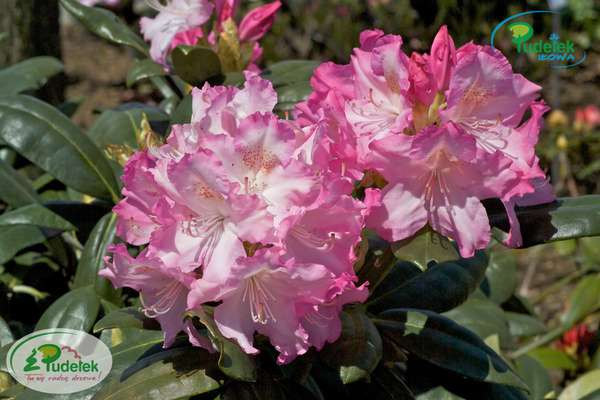 Rhododendron Gradito